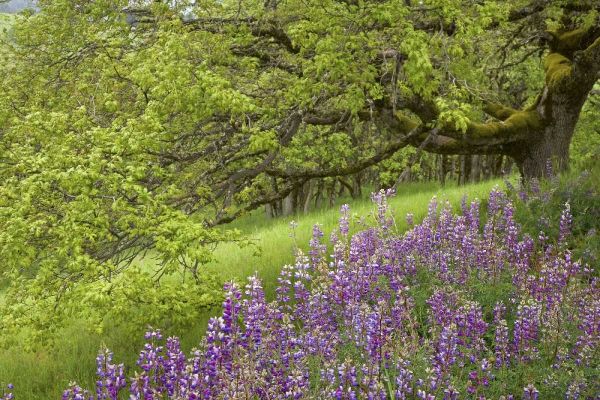 CA, Redwoods Lupines and and oak trees in spring
